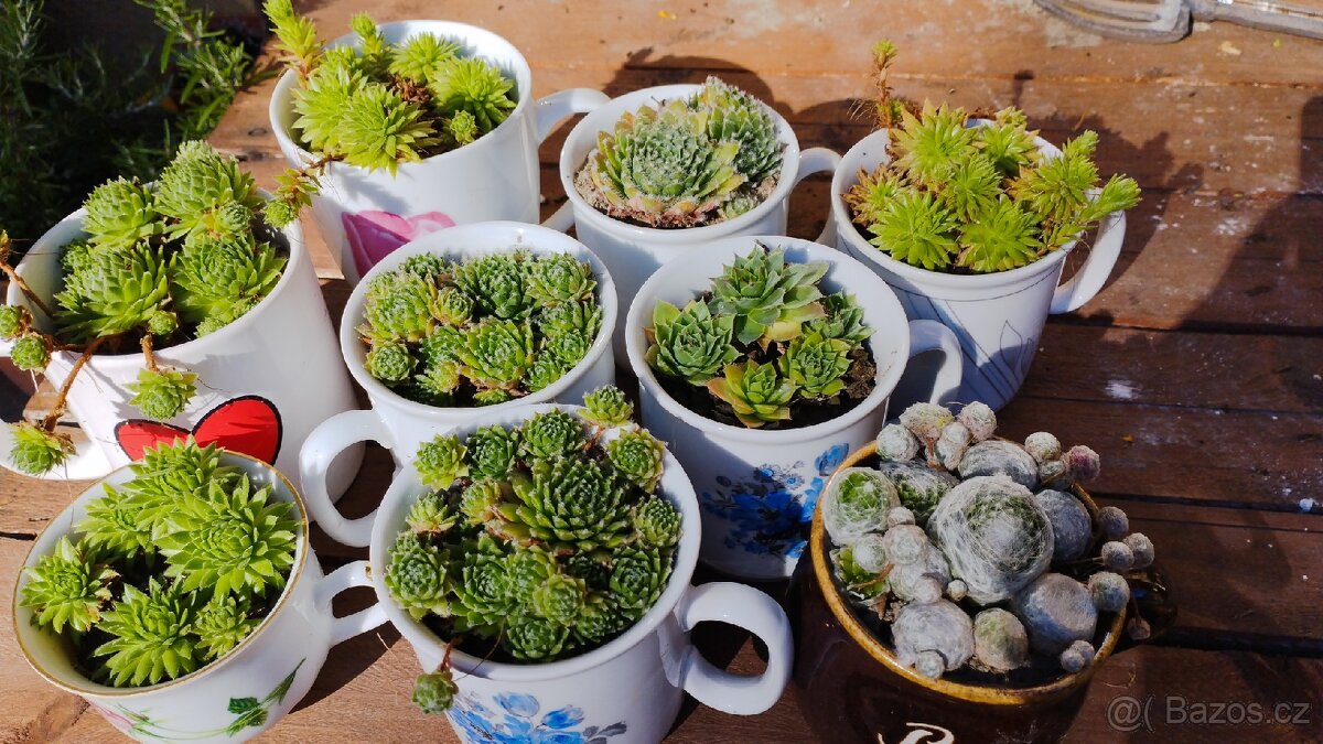 Netřesky v hrníčku