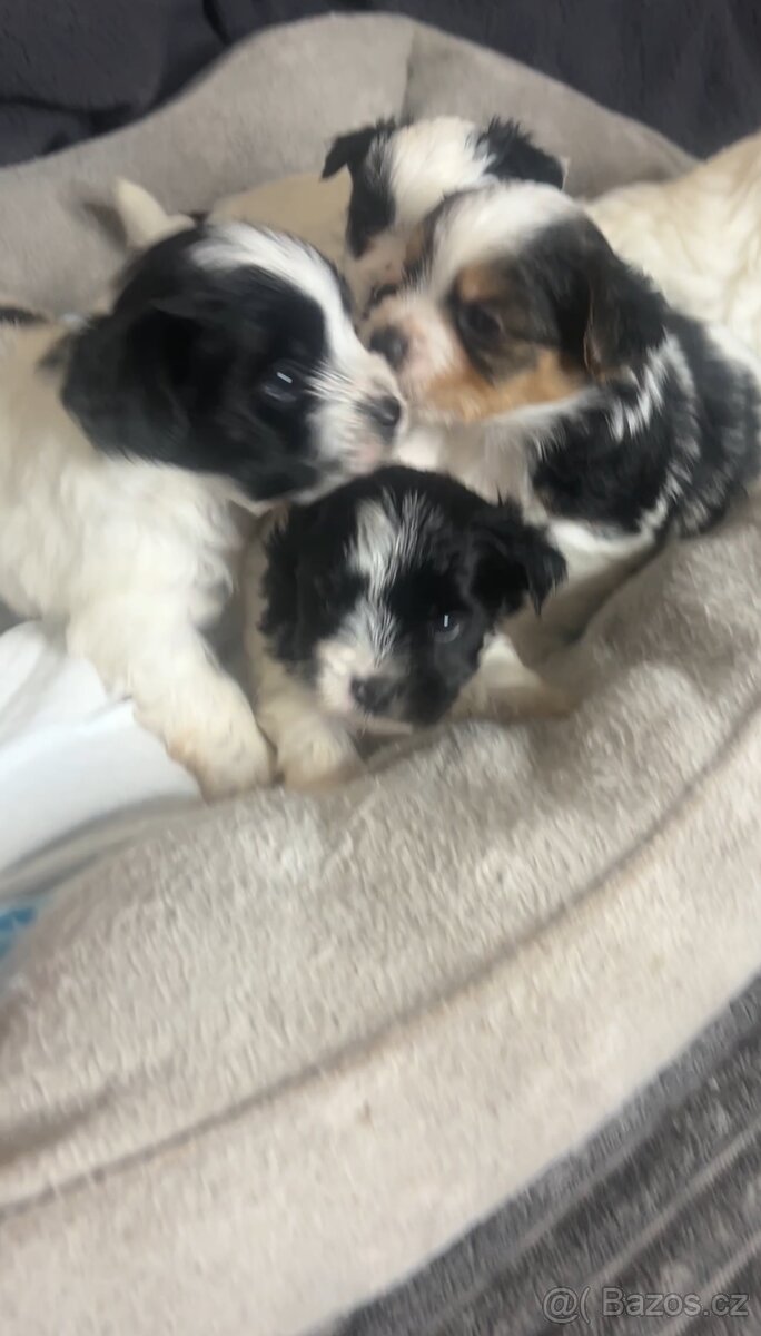 Jorkšírský teriér - Biewer