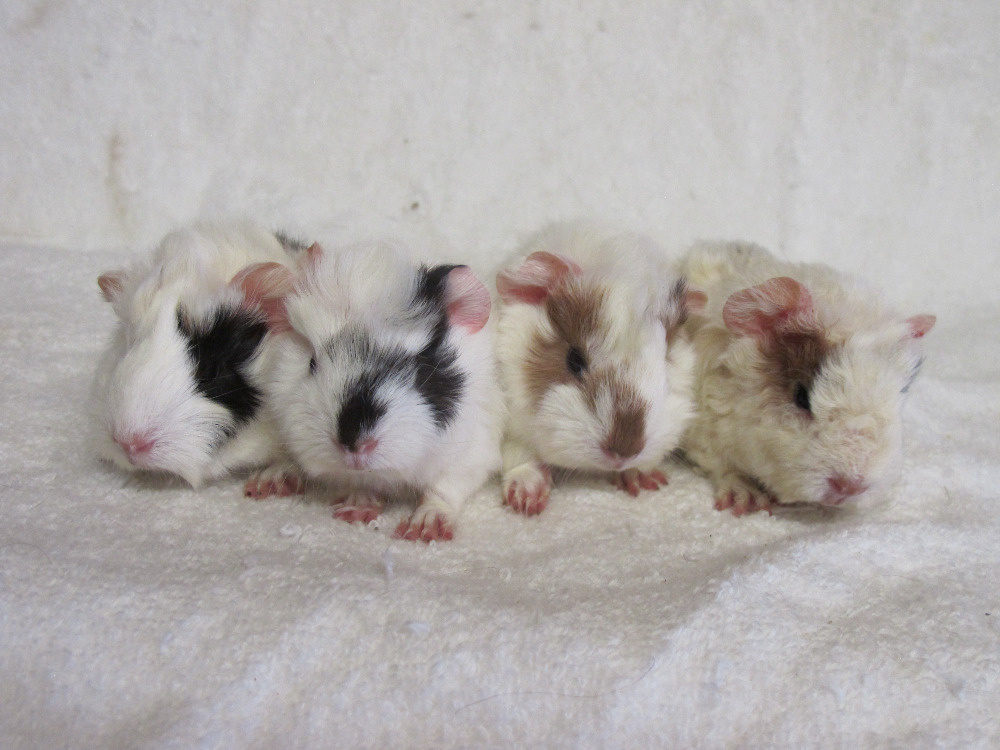 Morčata peruánská hledají nové páníčky