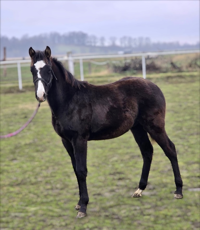 Poloviční American Paint Horse