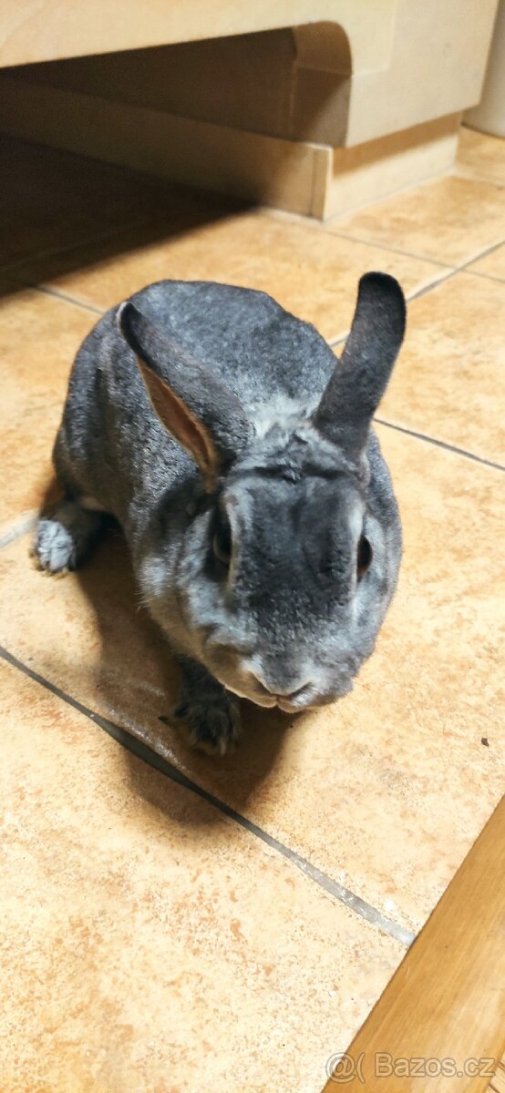 Zakrslý králík Rex s klecí