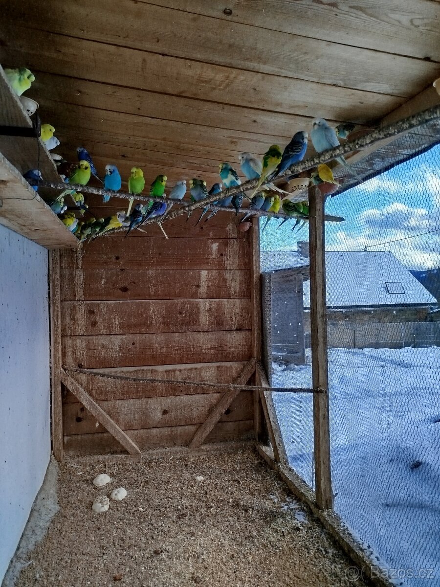 Prodám andulky, korely a kakariky