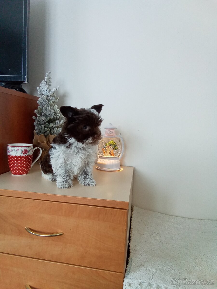 Jorkšírský teriér štěňata