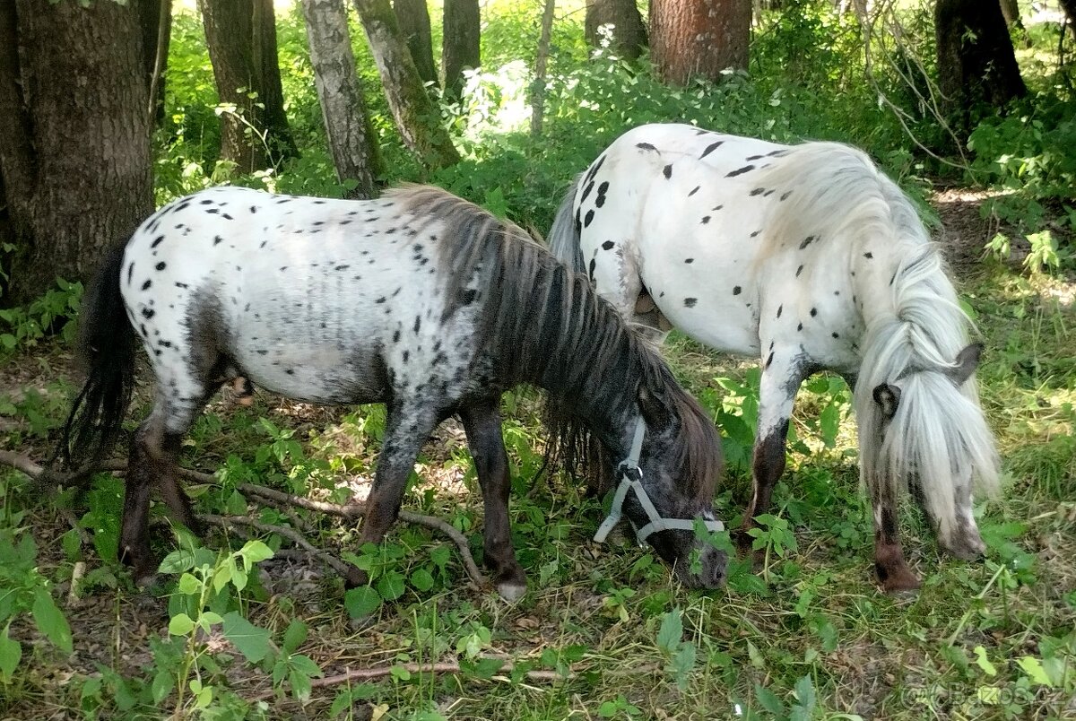 🐎Miniaturní hřebečci🐎