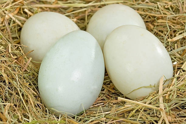 Kachní vejce