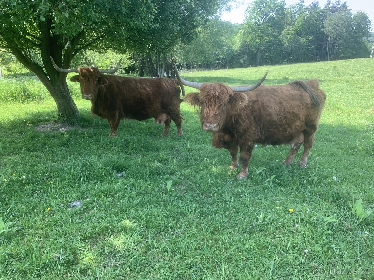 Kravy Highland Cattle