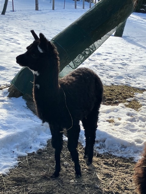 Lama alpaka