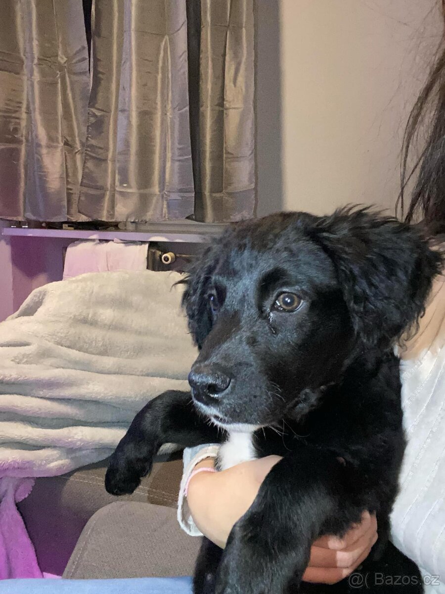 Labrador křížený