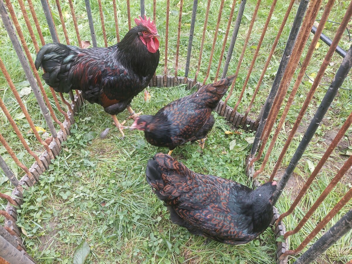 Barneveldka dvojlemovaná - násadová vejce