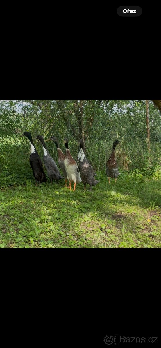 Indicky běžec