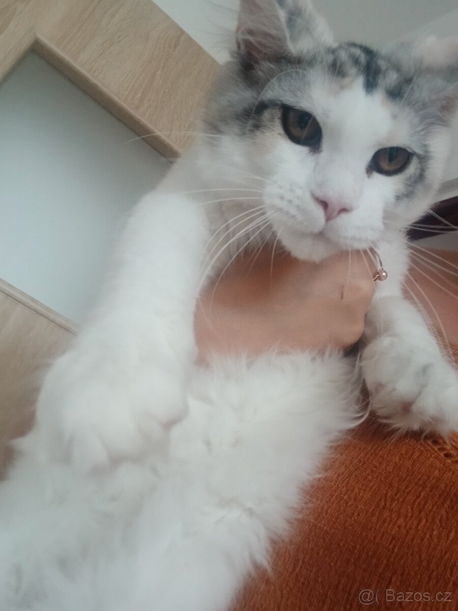 Mainská mývalí