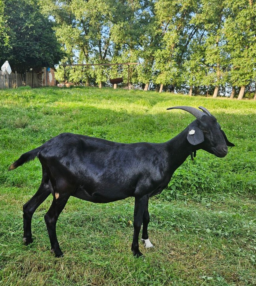 Anglonubijská koza s kozičkou