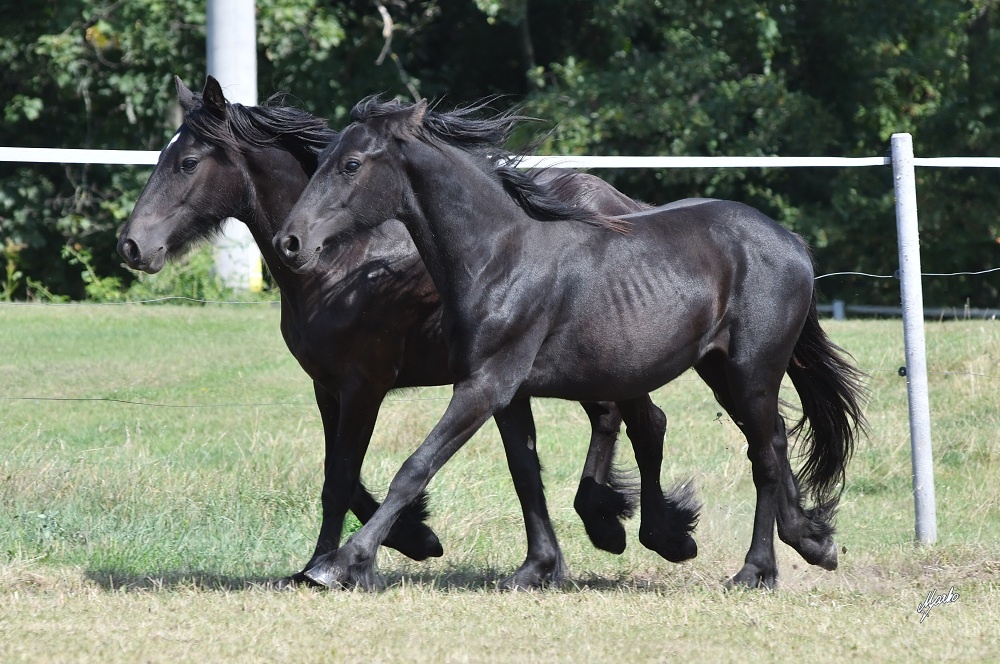 Fellský pony - krásní černí valaši 1,5 letí