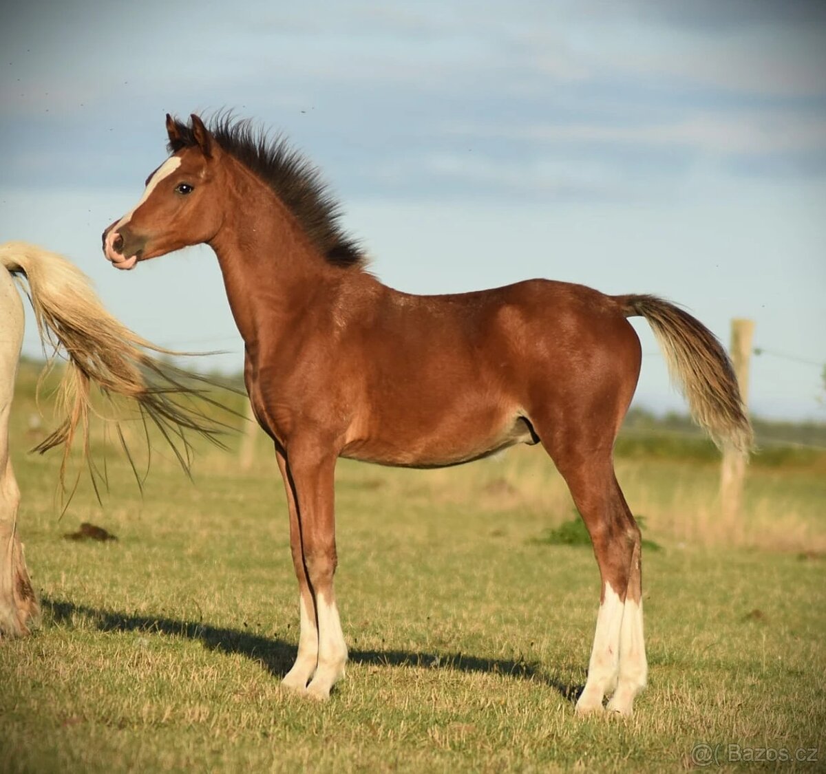 Špičkový pony s PP doprava ZDARMA