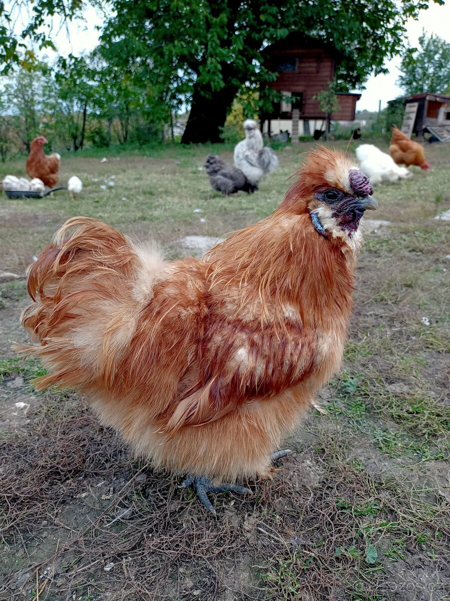 Kohout hedvábnička žlutá velká EU