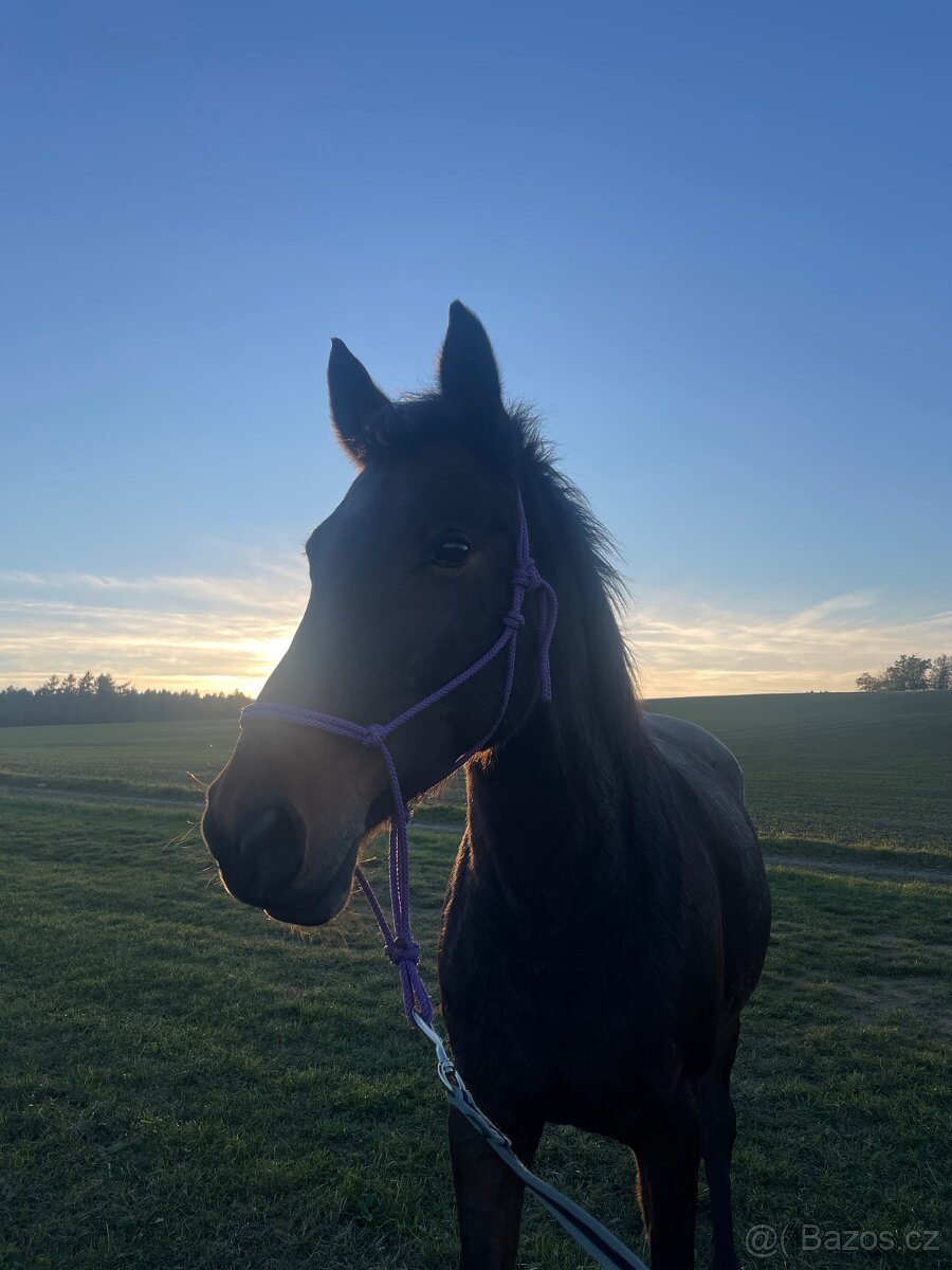 Prodám kobylu jako společníka nebo na rekreaci