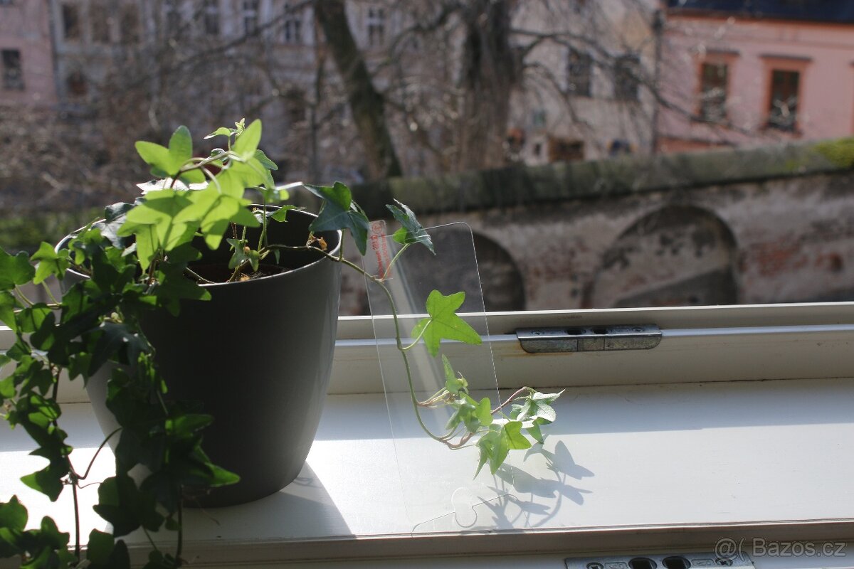 Ochranné sklo iphone 7 plus & 8 plus