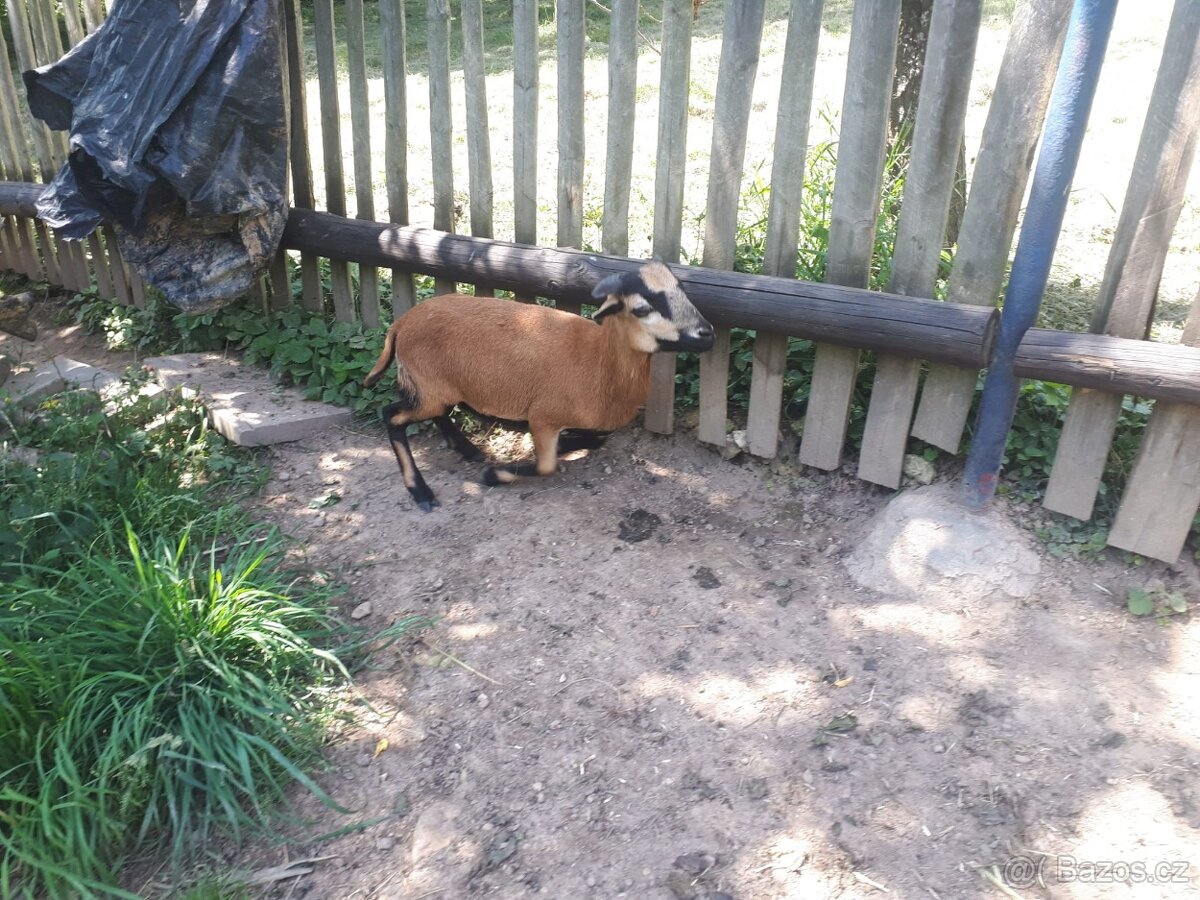 Prodám kamerunskou ovečku a beránka