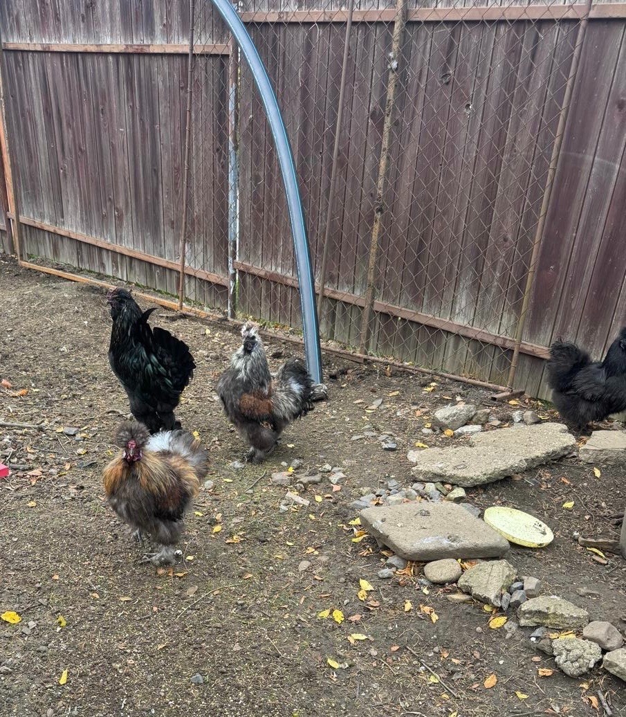 Daruju kohoutka hedvábničky