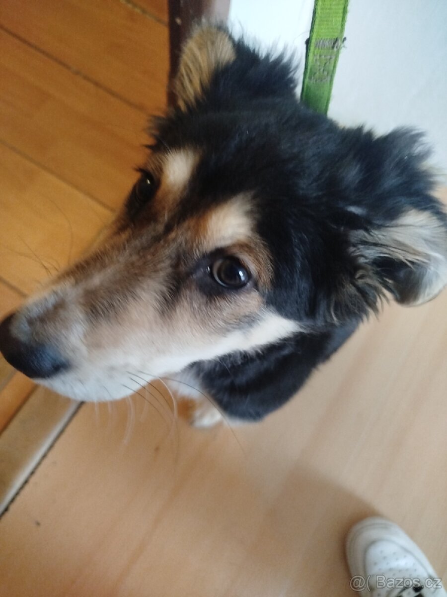 Pes belgický ovčák