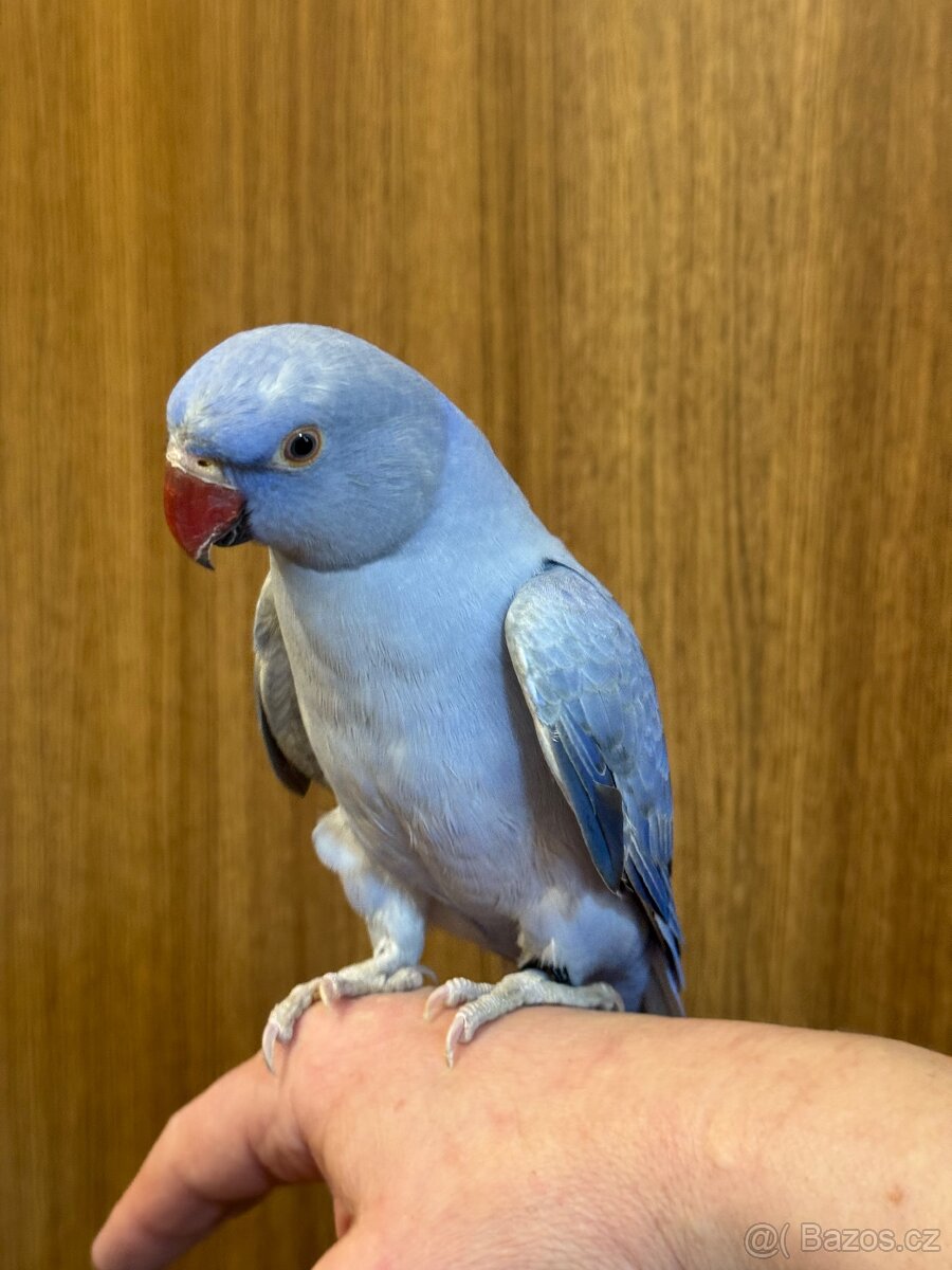 Alexandr malý krotký