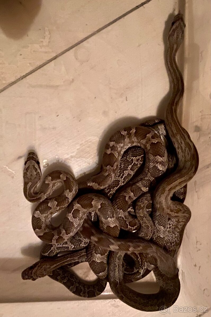 Pantherophis emoryi F3 Texas 0,4