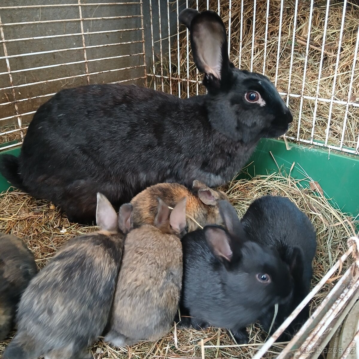 Samice s mladými
