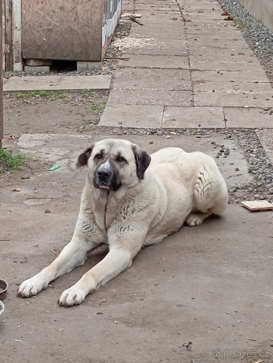 Darují