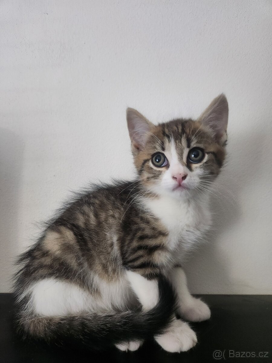 Evropská krátkosrstá kočička s kresbou tabby.