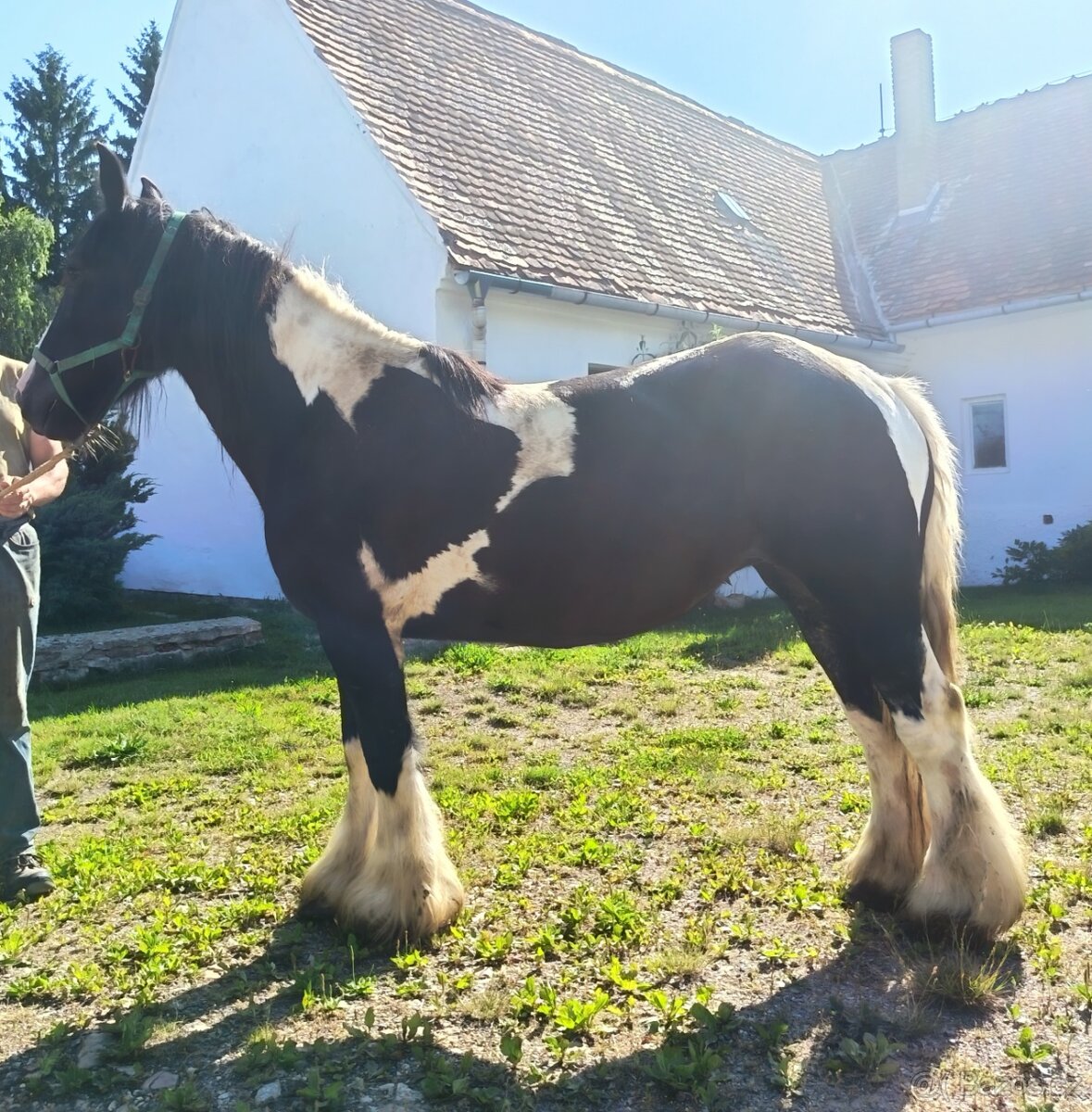 Klisna