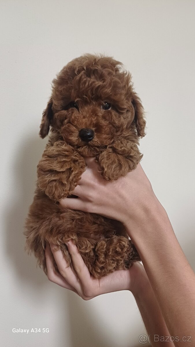 Štěňata červenohnědého toy pudla