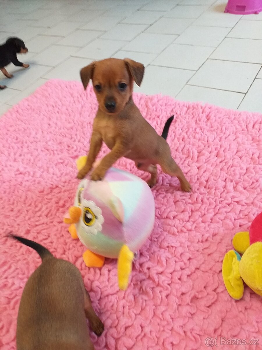 Pražský krysařík