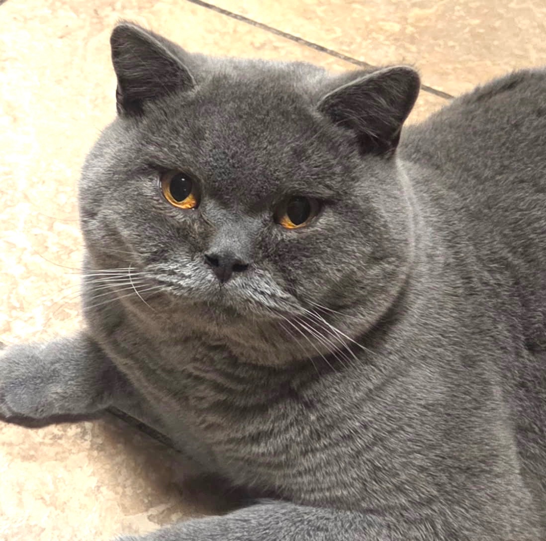 Britský kocour ke krytí