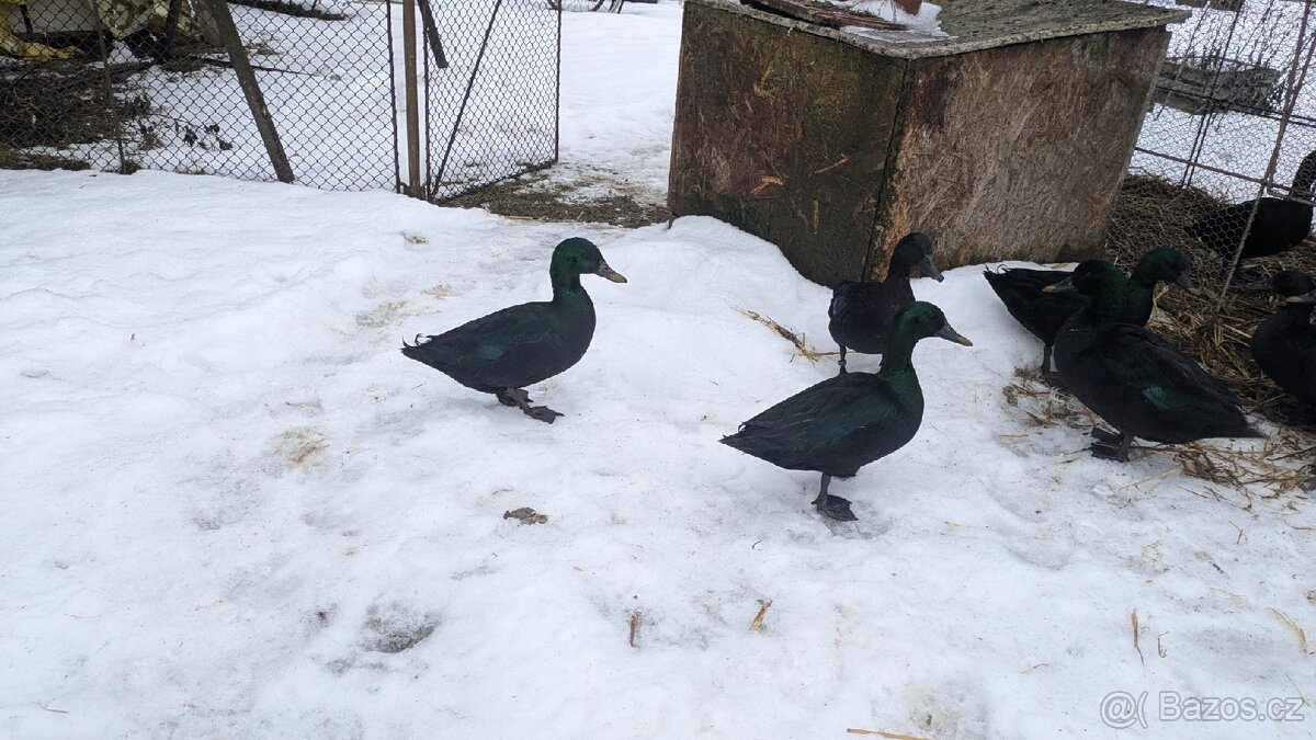 Kačer - plemeno kachna smaragdová