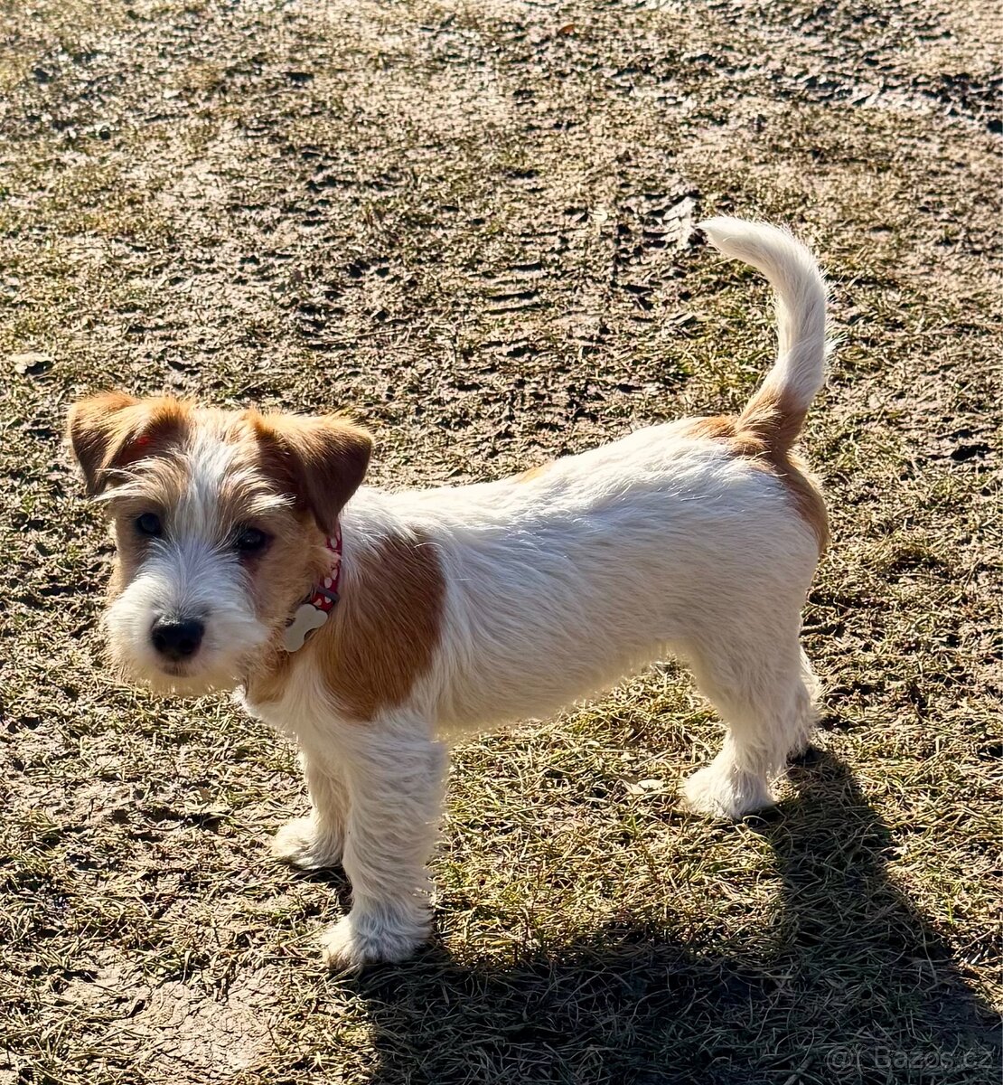 Jack Russell terier - fenka 3 mesice
