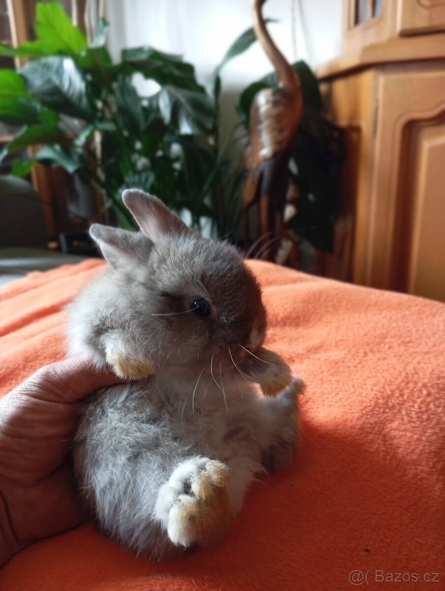 Králíci