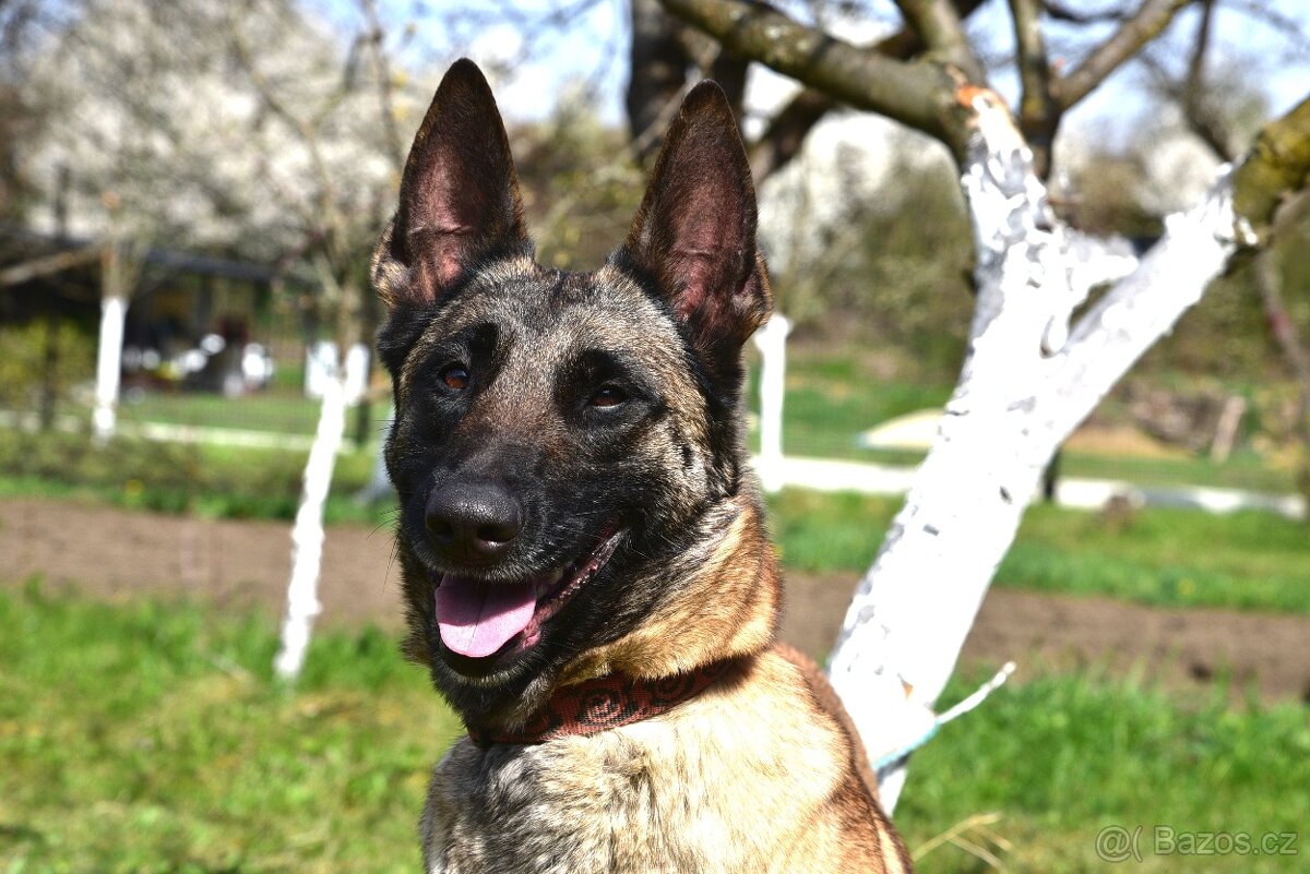 Malinoiska Naomi hledá domov