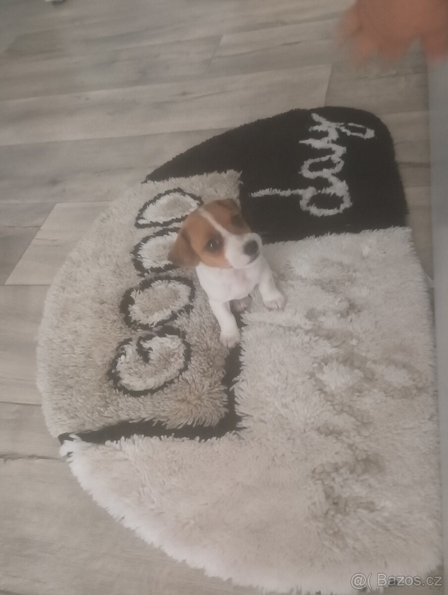 Jack Russel teriér