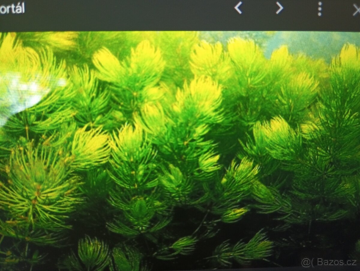 Ceratophyllum demersun