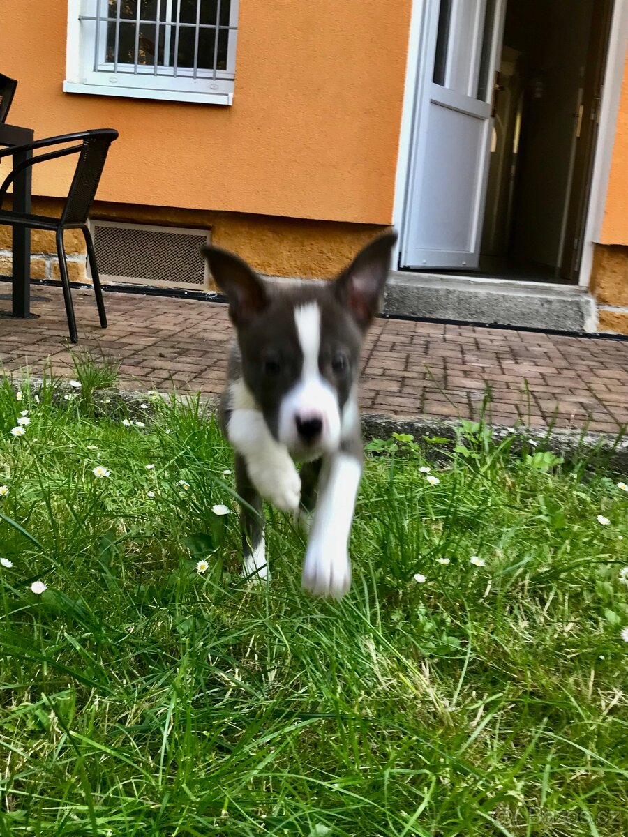 Pit aussie - štěně