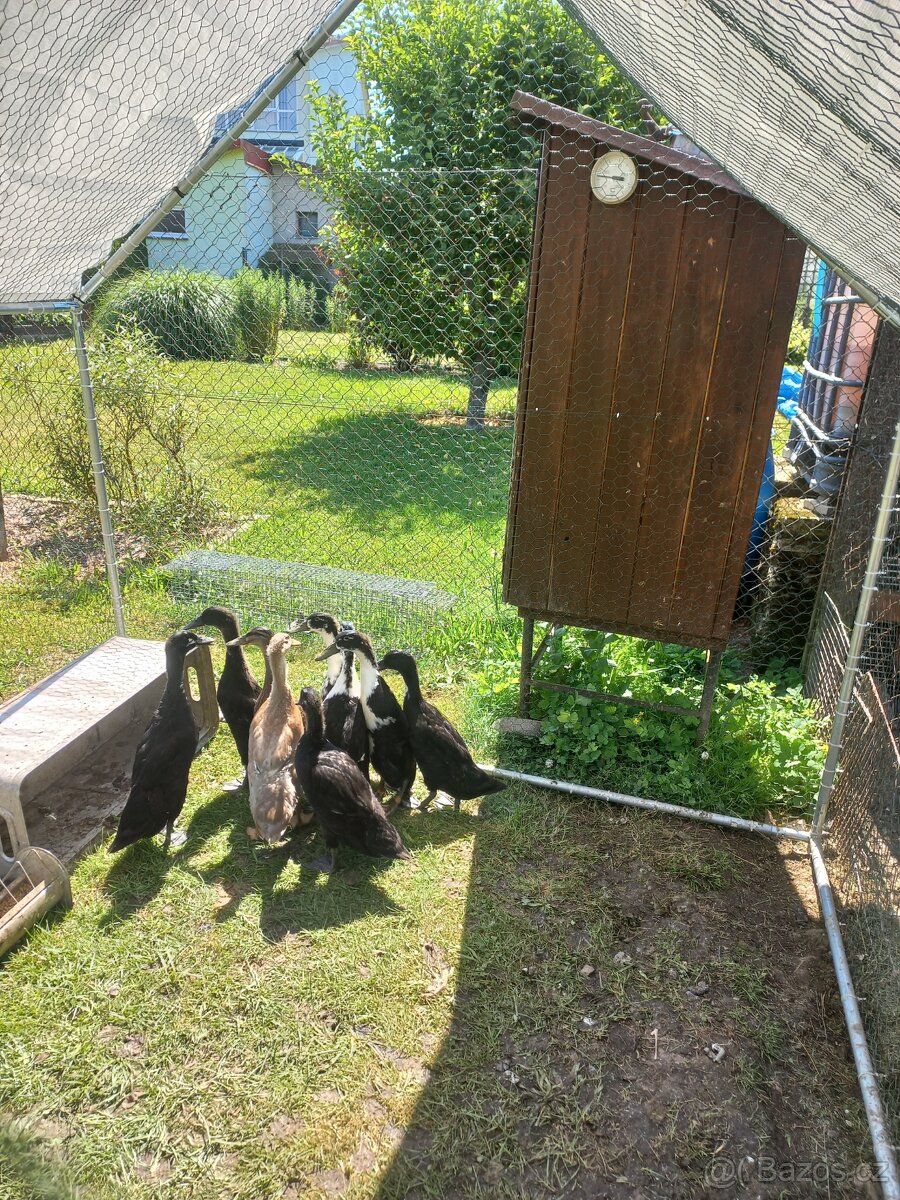 Indický běžec prodej