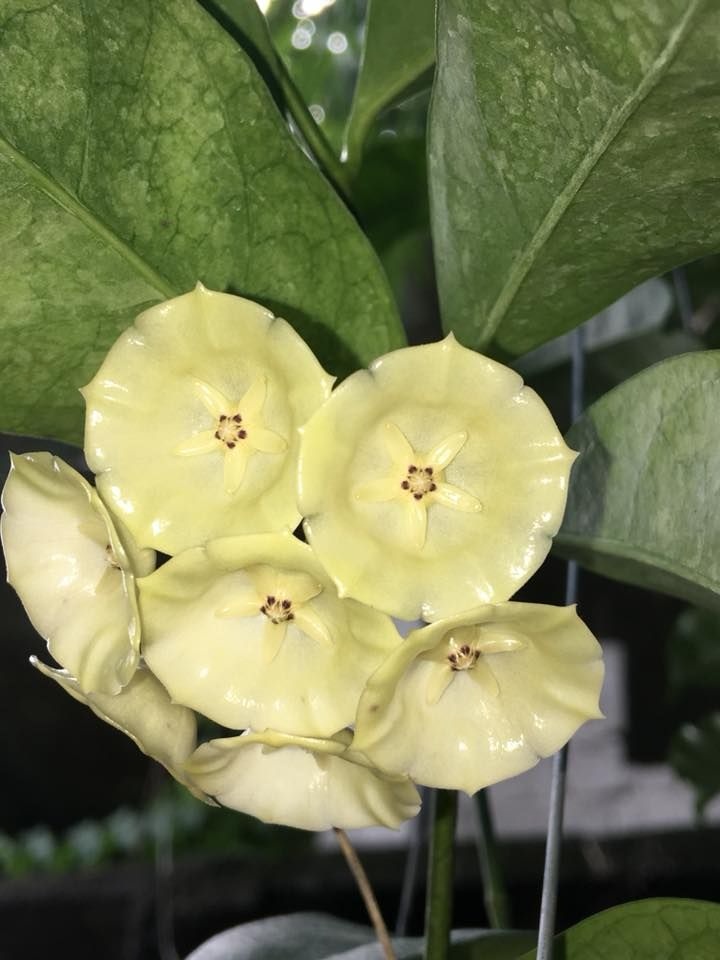 Hoya cystiantha splash voskovka