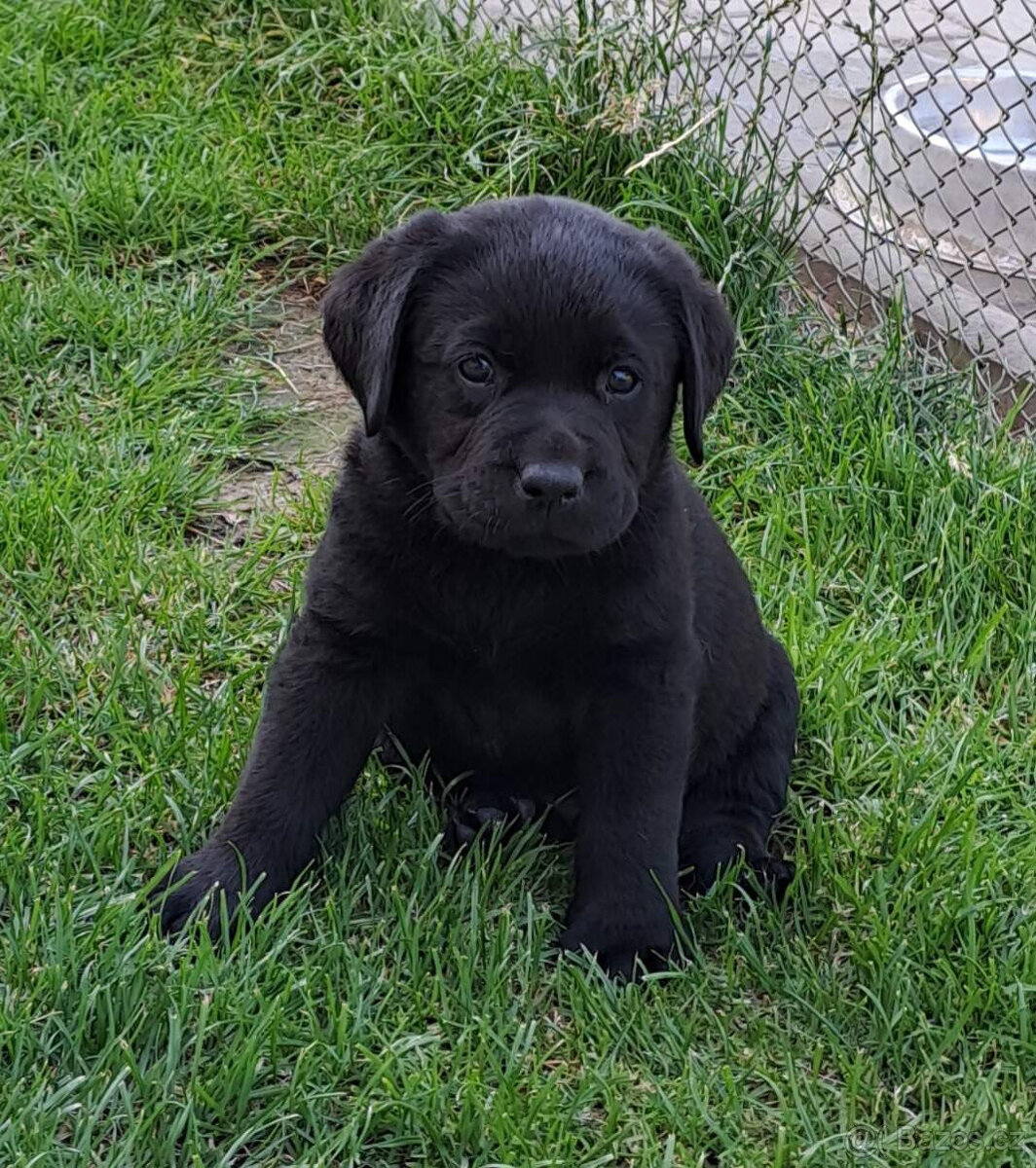 Černá štěňátka labradora s PP