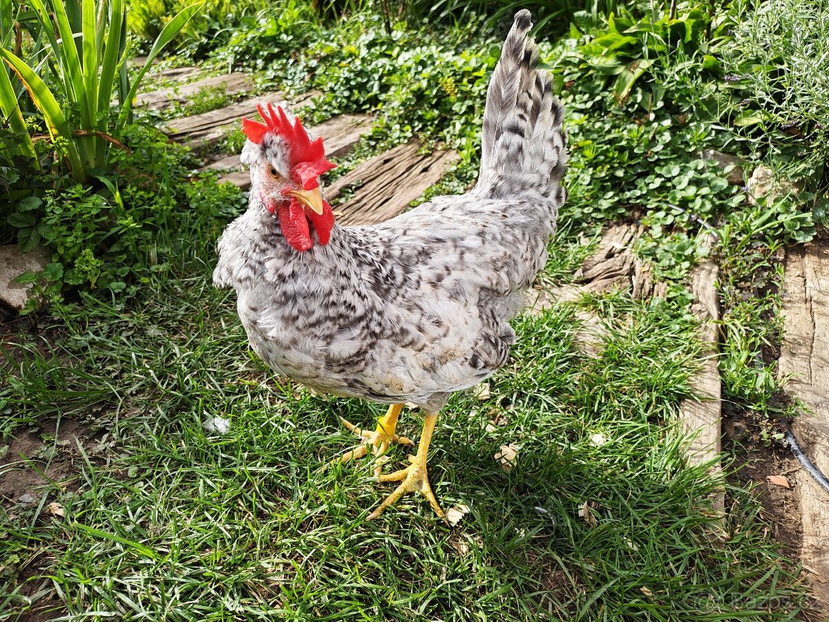 Nabízím kohouta - Legbar, Vlaška rodobarvá