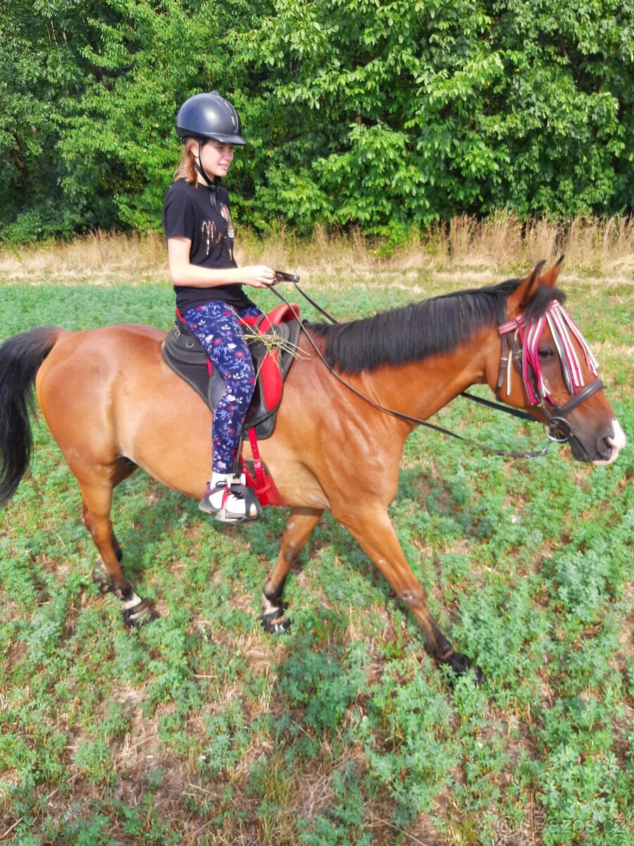 Shagya arab valach 14 let