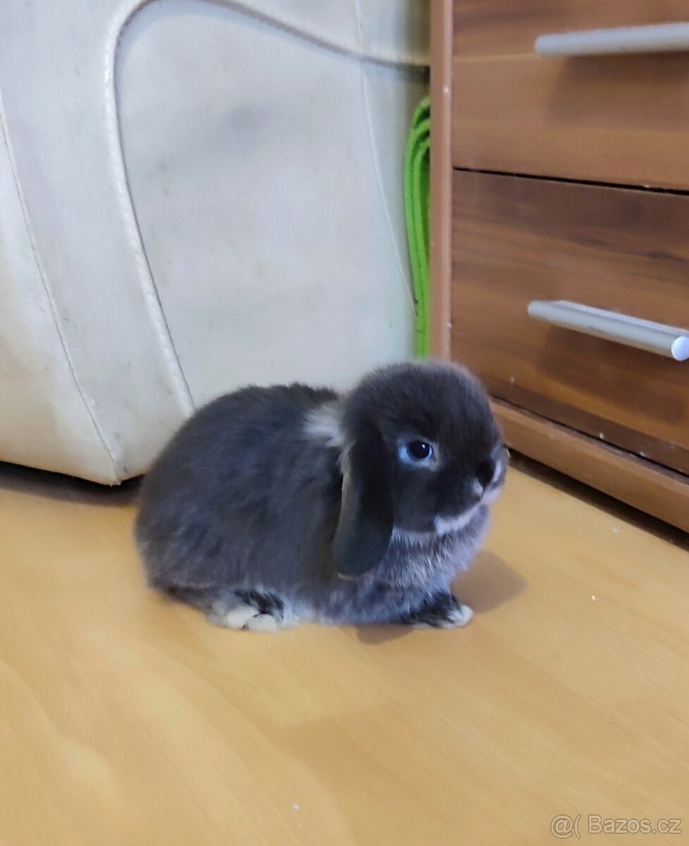 Minilop mini zakrslý beránek