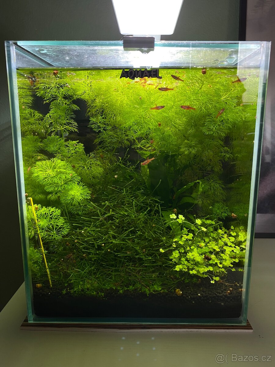 Akvarijni rostliny