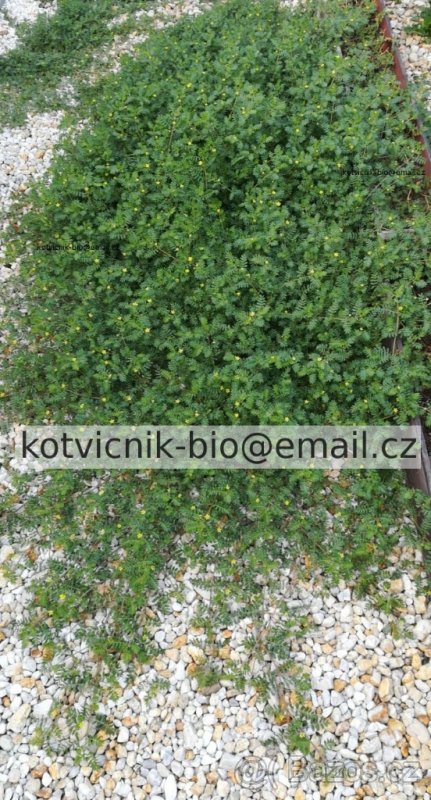 Kotvičník prodej