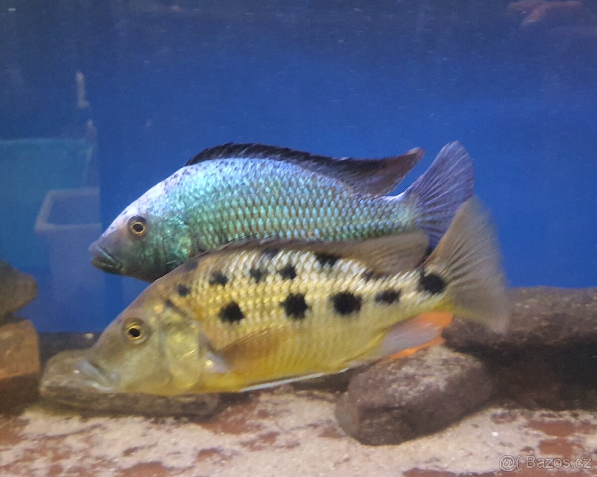 Fossorochromis rostratus
