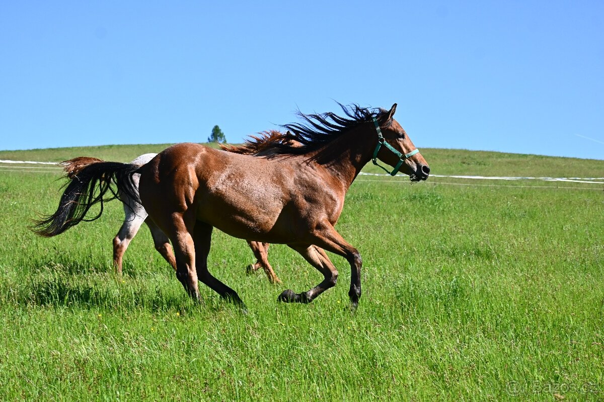Paint horse valášek